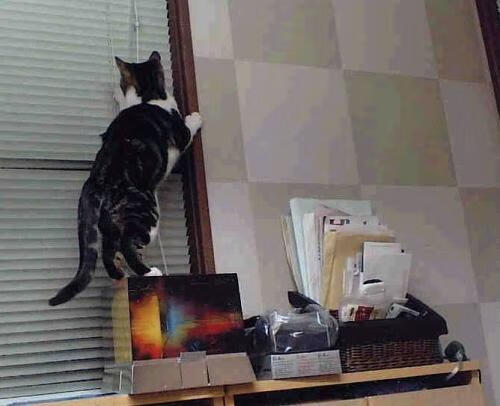 Dota 2 OG强势回归 欧洲赛区竞争白热化,dota2 og哪个国家的