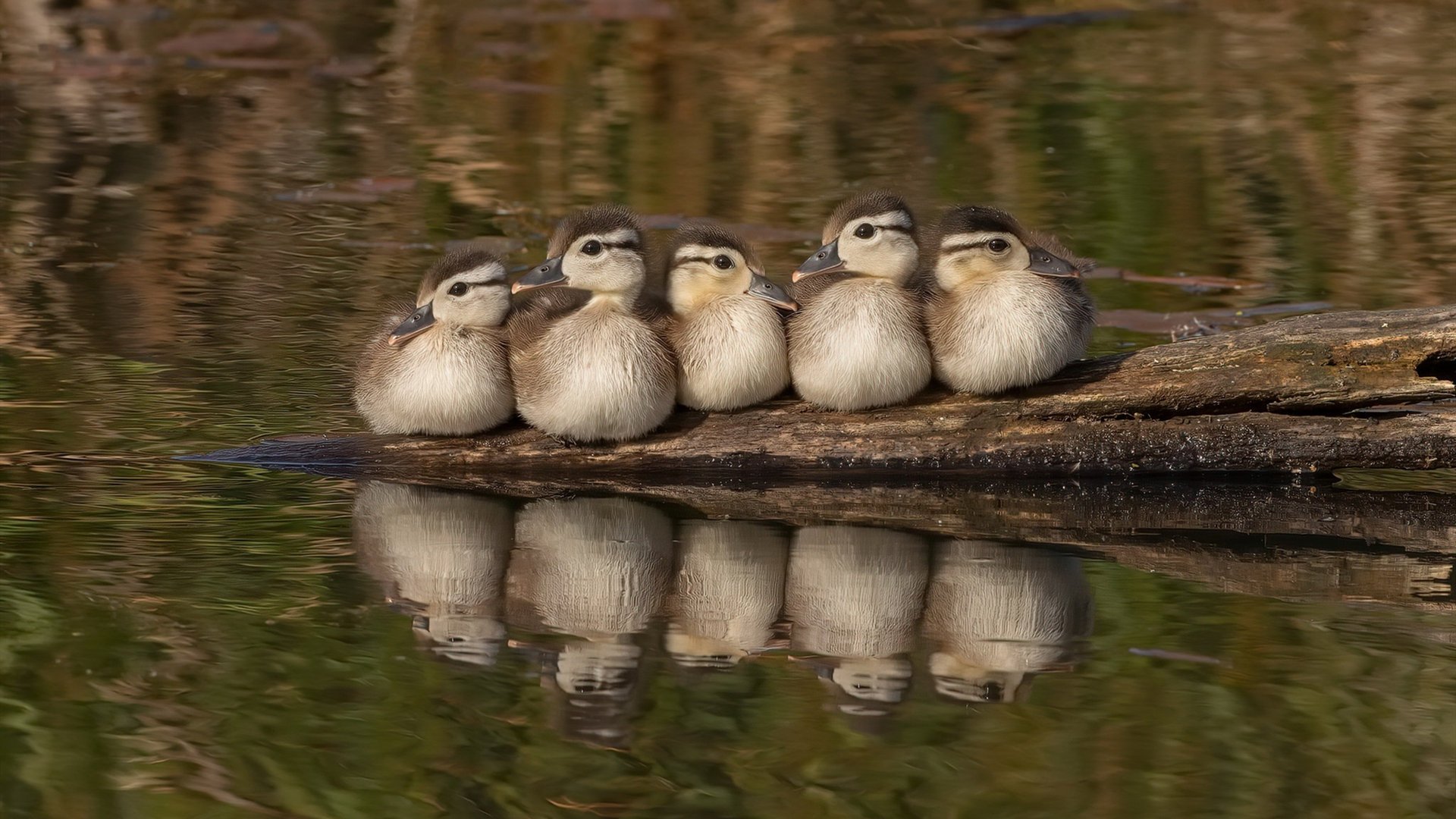 爱游戏中国官方网站平台-_篮网整体表现出色，排名继续攀升_，篮网2022