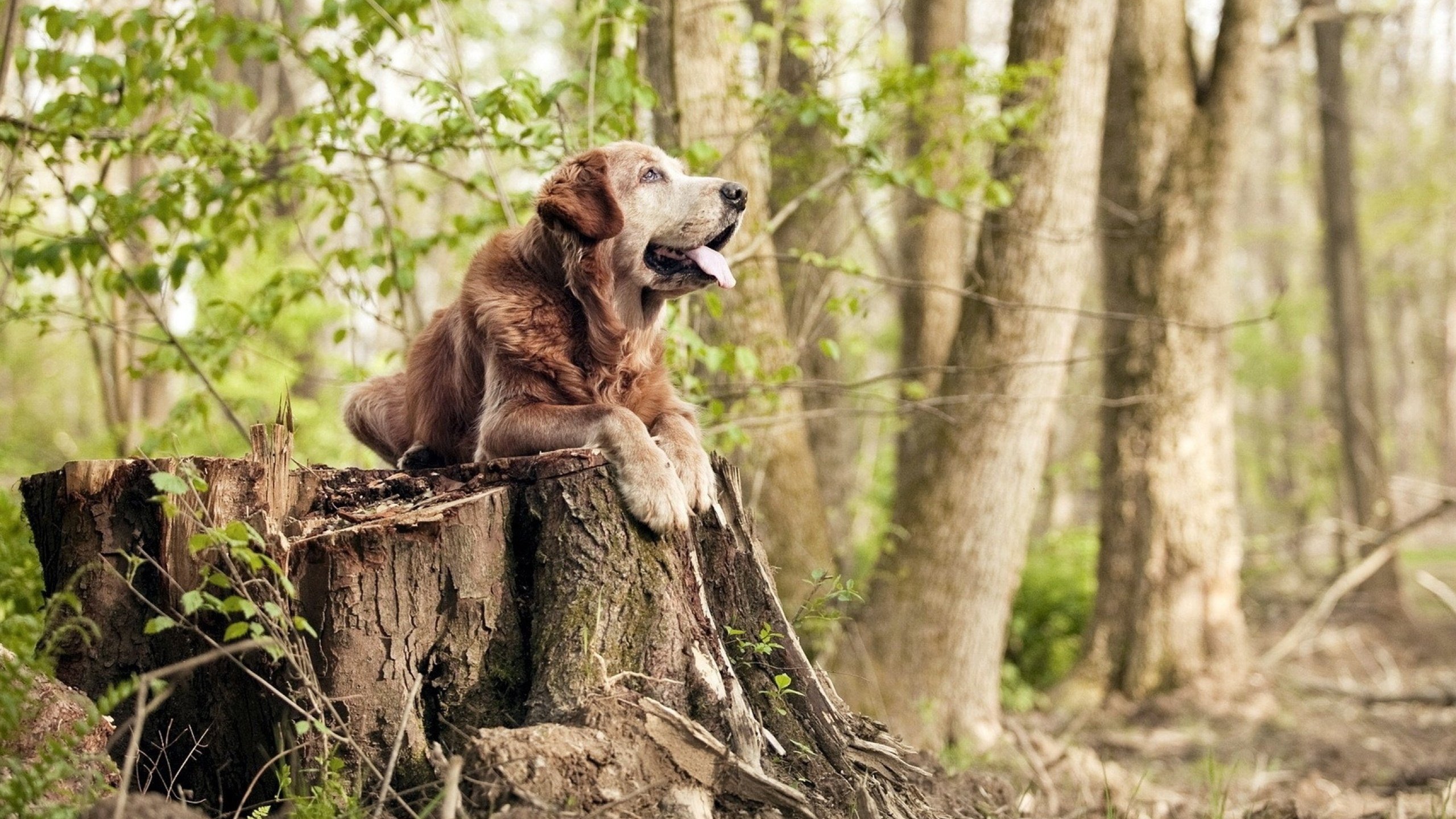 意甲比赛中,表现突出的球员频繁制造奇迹,意甲 球员