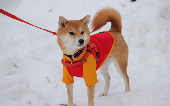 AIYOUXI.COM-亚洲足坛风云再起 中国女足实力跻身国际之巅，中国女足亚军阵容