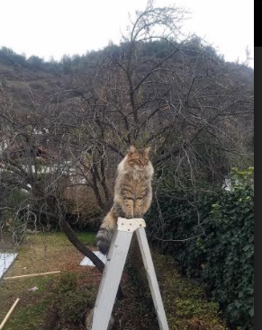 AYX GAMING-北美CS_GO联赛奖金创新纪录，csgo南美赛区