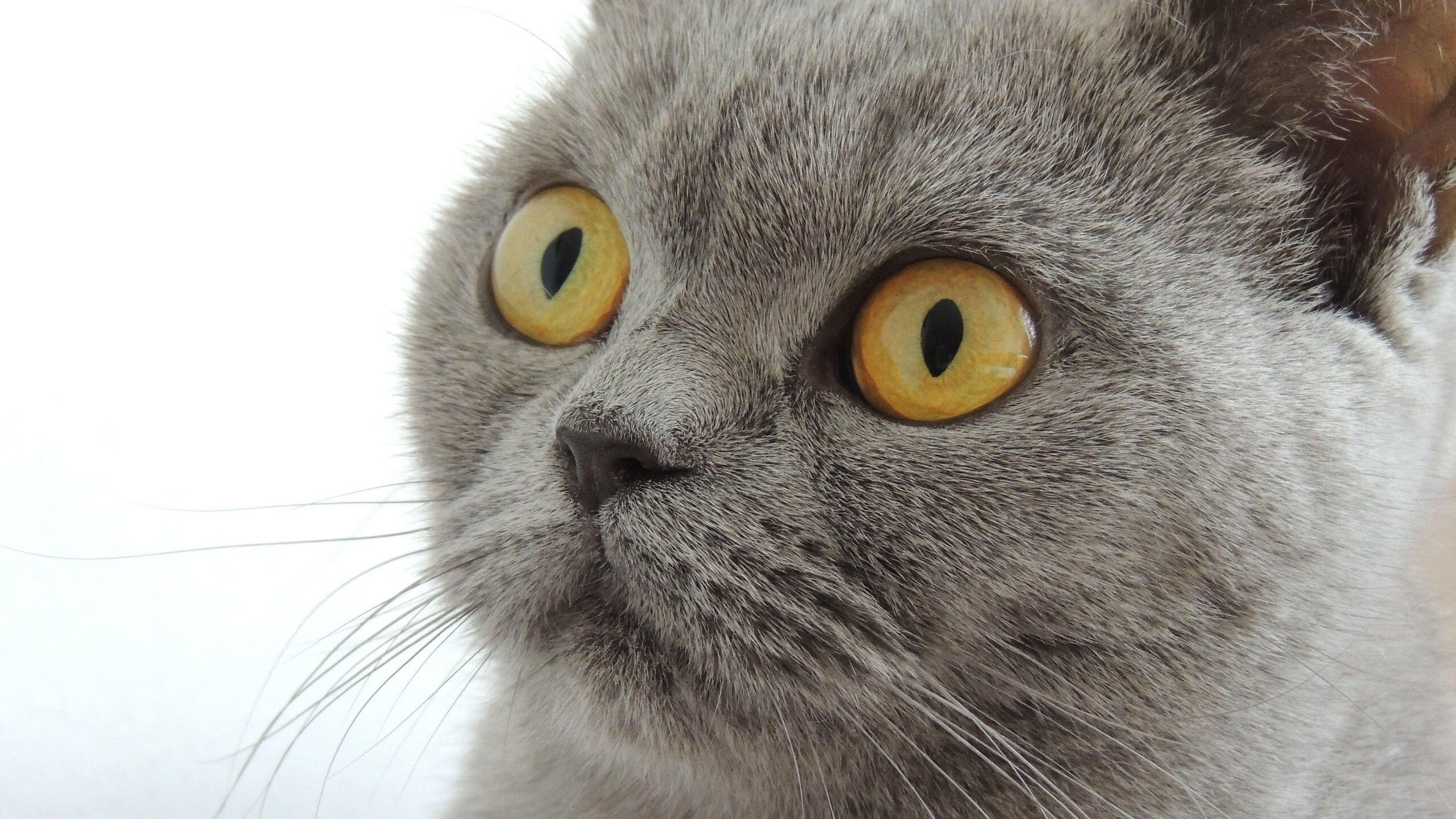 布莱顿中场控制力强，海鸥军团欲再创佳绩，布莱顿绰号