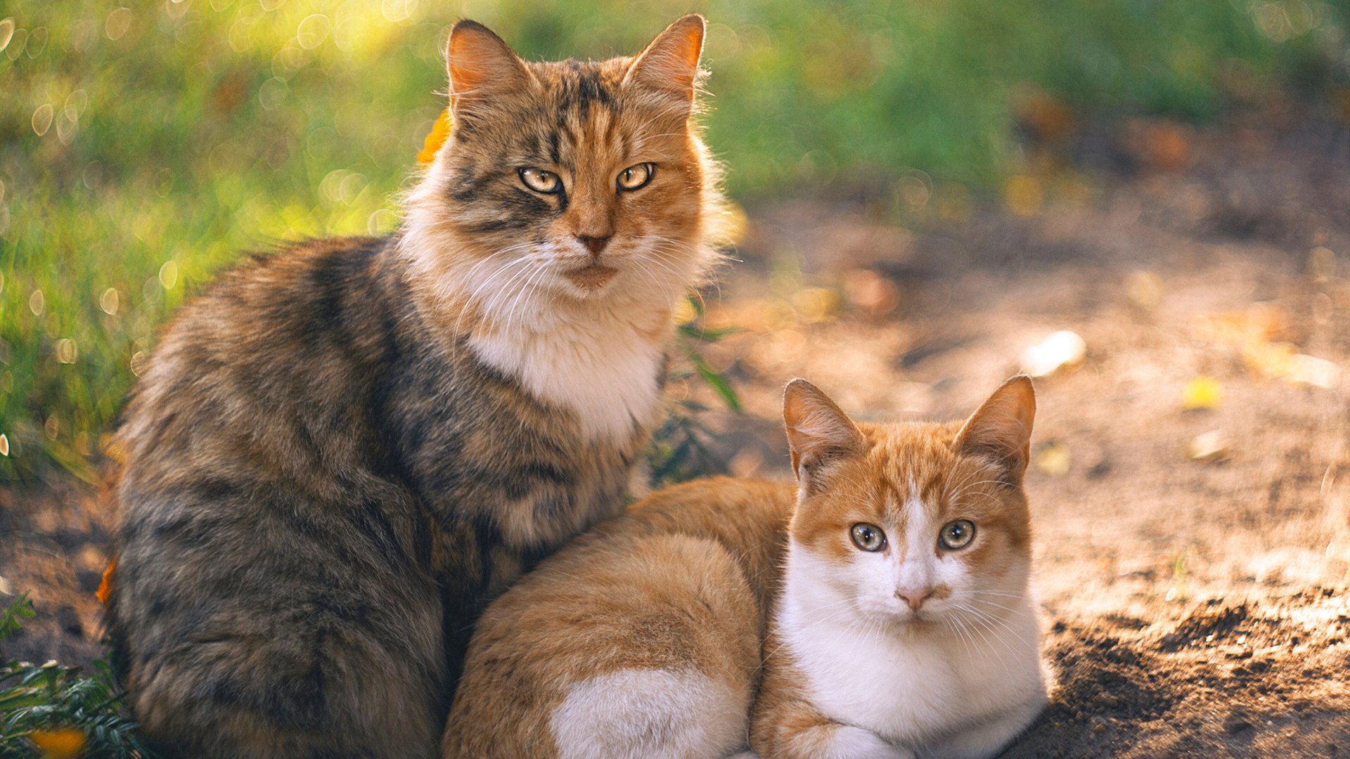 AYX SPORTS-是否应设立球员社区建设对口帮扶计划