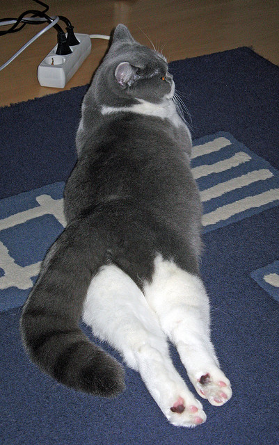 AIYOUXI.COM-是否应鼓励球队与学校合作发展青训分支