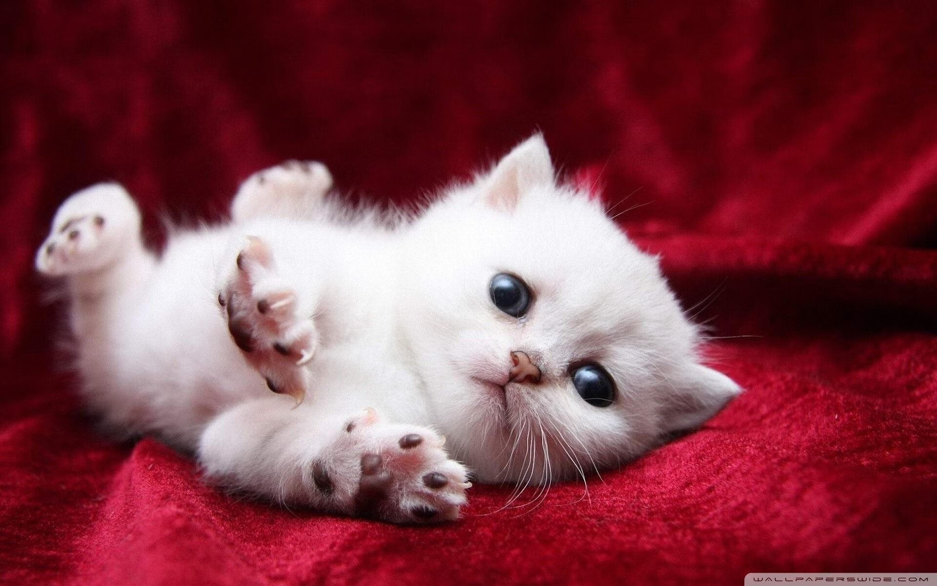 爱游戏中国官方网站平台-是否应推动球员与退伍军人合作公益活动，球员退役合同怎么办