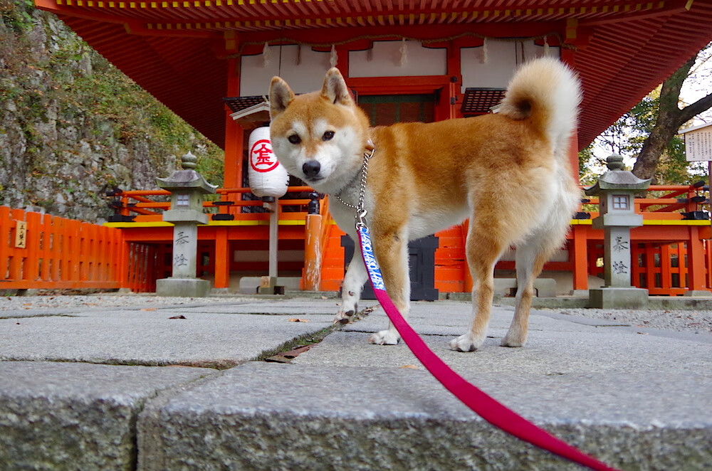 曼城对阵多特蒙德，比赛激烈谁将脱颖而出？，曼城和多特蒙德比分预测