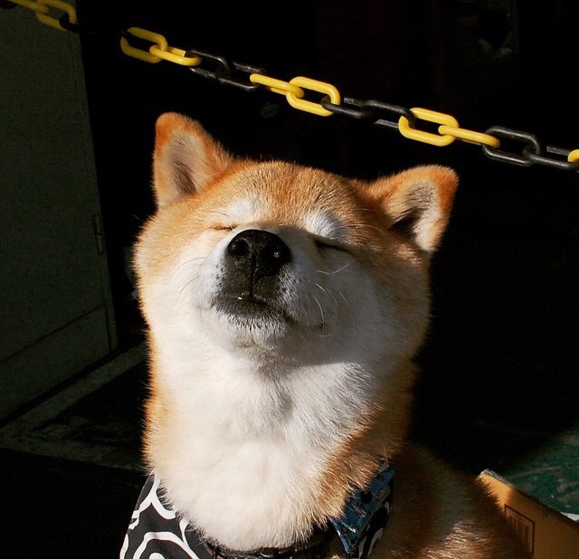 美因茨主场2-0击败斯图加特,状态回暖,美因茨球迷