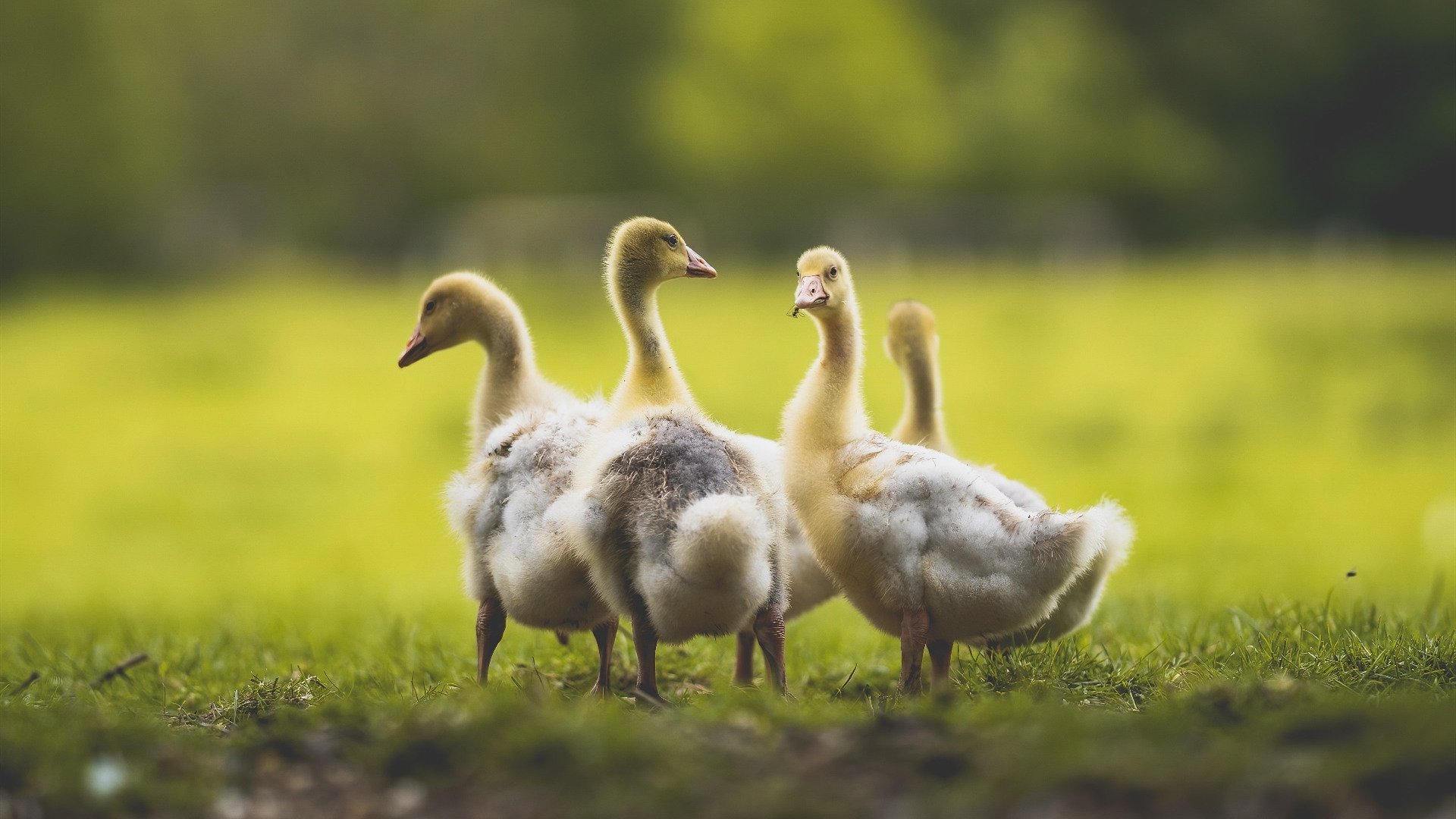 爱游戏体育app-韩国美食文化受全球欢迎，韩国美食文化受全球欢迎吗