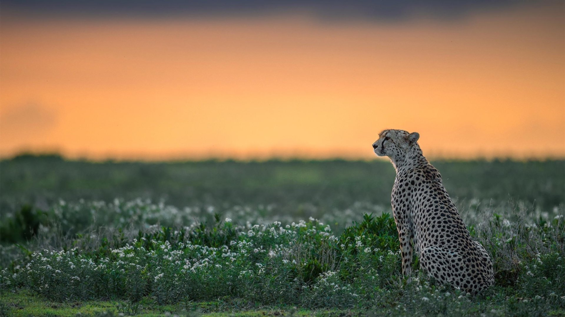 中国篮球职业联赛比赛组织效率提升策略,全国篮球联赛优势