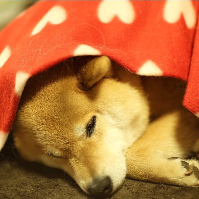 中国青少年篮球课程体系改革与完善研究,2020年全国青少年篮球特色学校