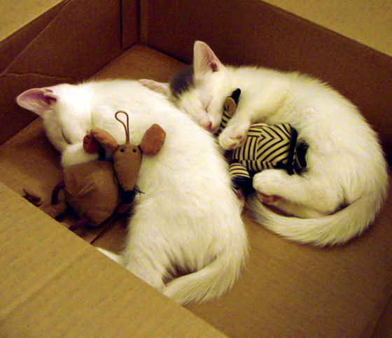 高校专业发展对策，高校专业建设方案