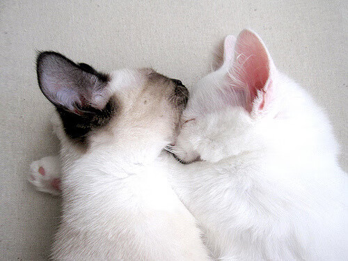 爱游戏体育（AYX）官方APP下载-“新都垒球赛：选手拼劲十足，金牌悬念迭起”