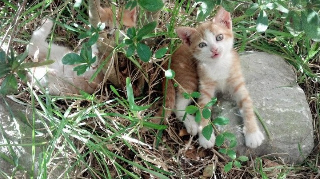 爱游戏体育官方网站-“成都滑轮赛：新星崭露头角，冠军争夺战一触即发”