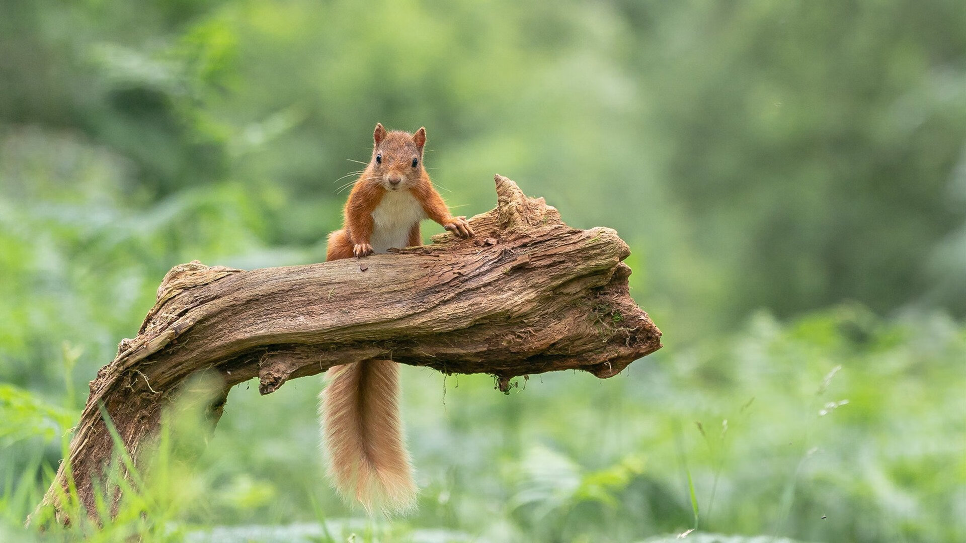 爱游戏下载-国家队爆冷世界杯 精彩表现值得铭记，国家队爆冷世界杯 精彩表现值得铭记吗