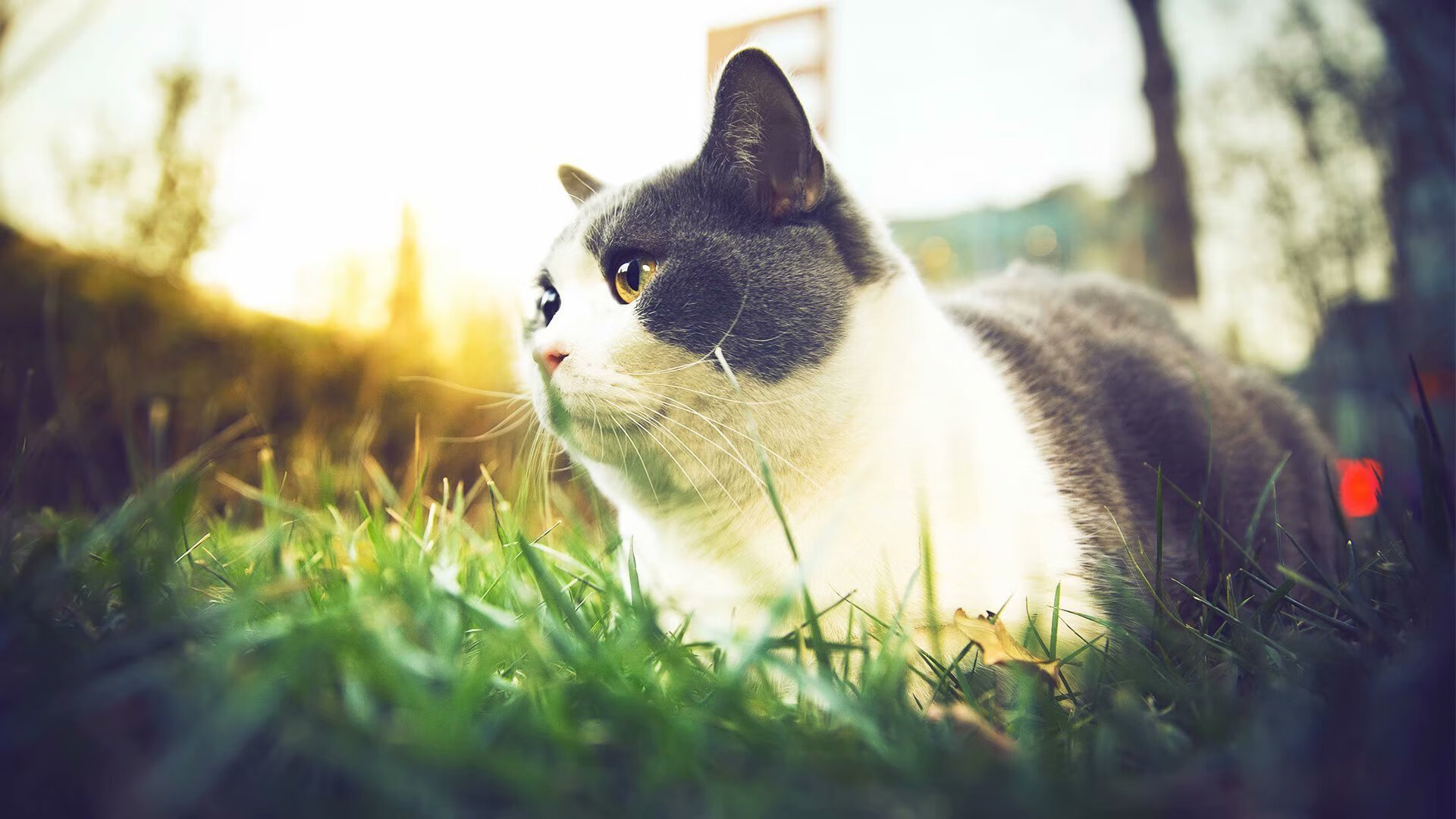 爱游戏官方-校园足球教学内容统一标准实现全国同步推进，校园足球的教育理念