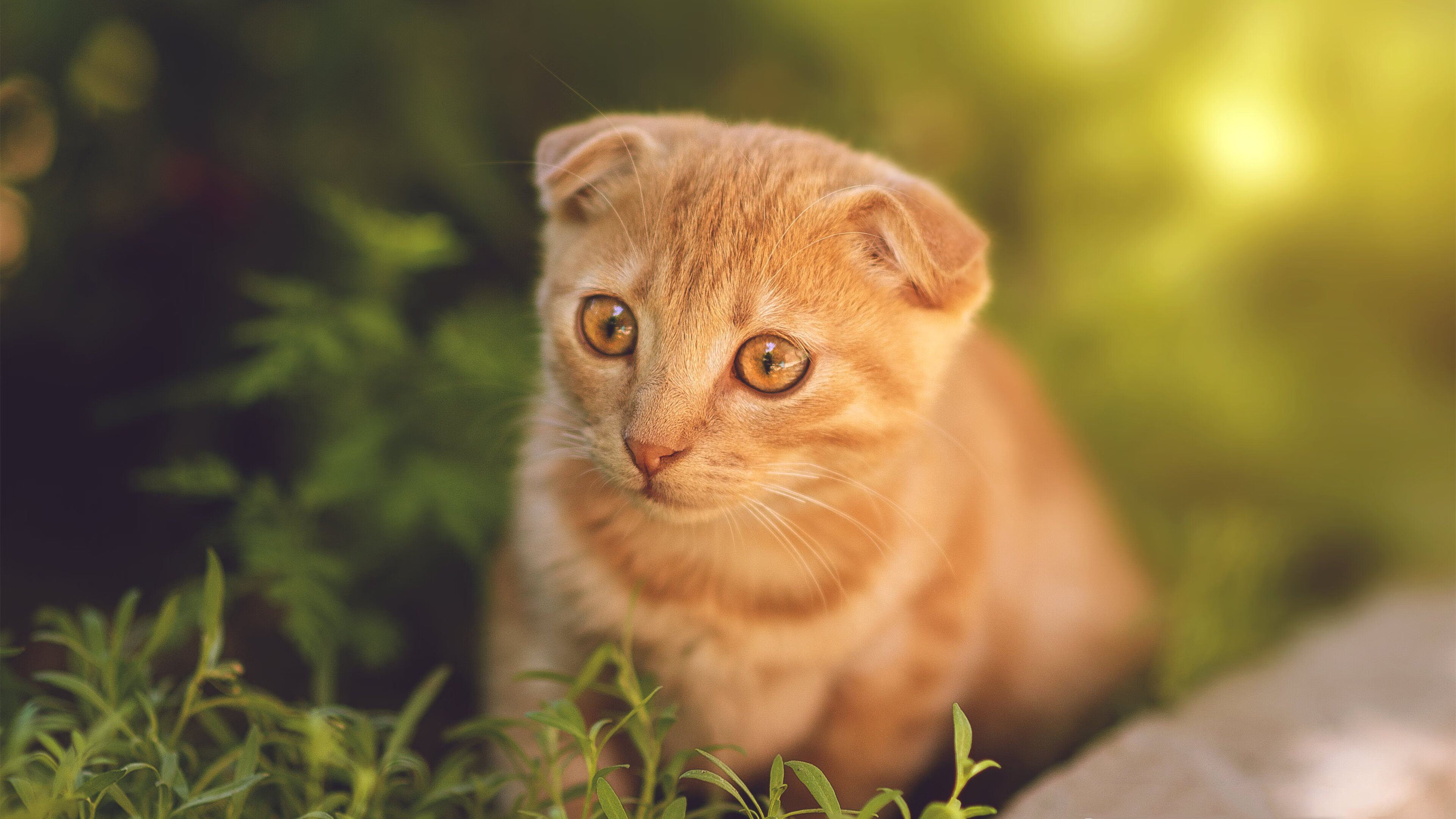 校园足球设立学期技术测评鼓励学生持续提升，校园足球课程评价指标体系