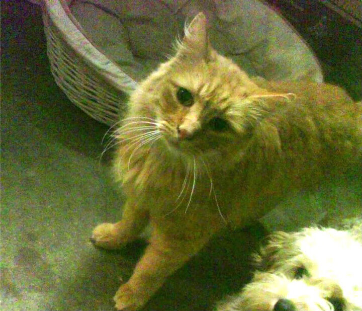 AYX SPORTS-篮网训练服饰设计获时尚博主好评，nba篮网队训练服