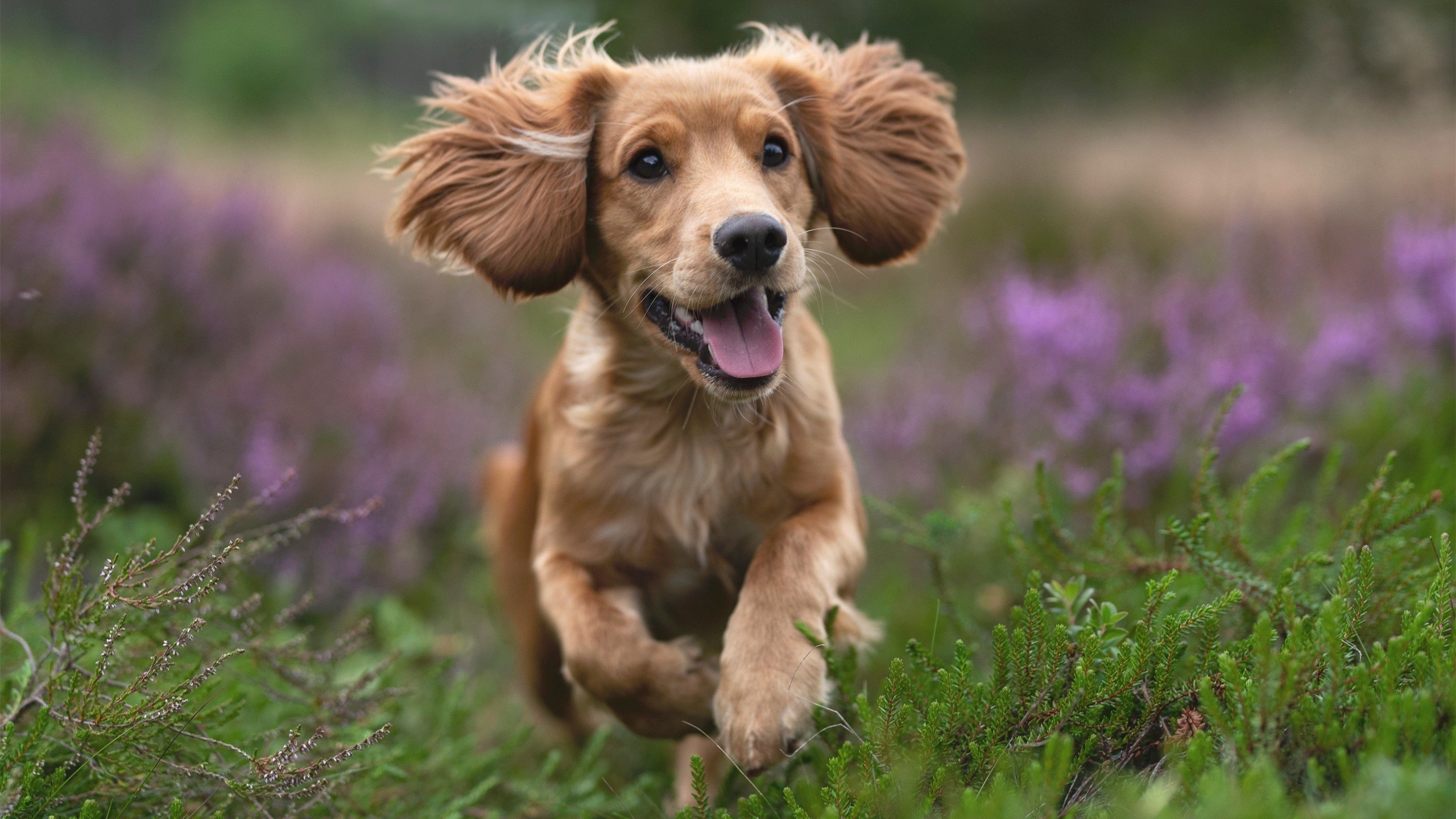 英超争冠之夜：悬念不断，精彩不断！，英超夺冠热门