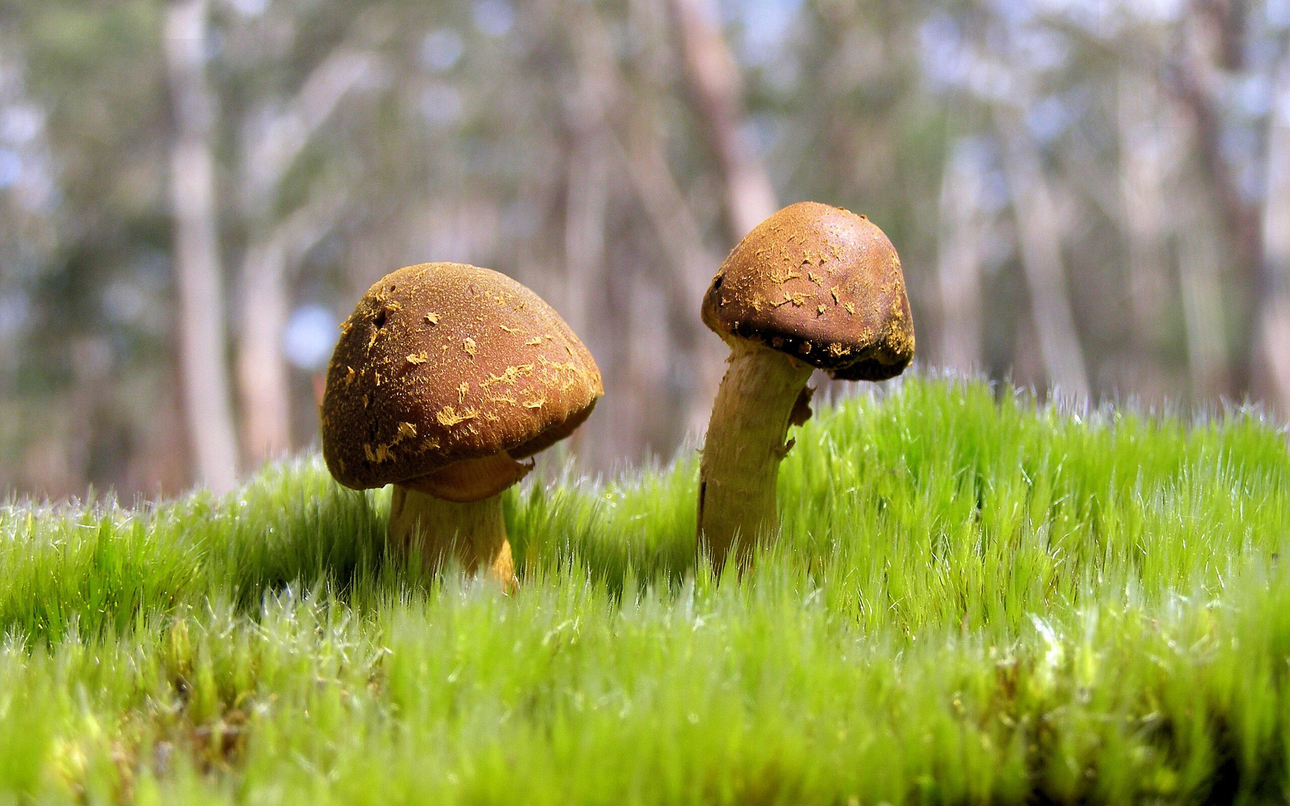 西甲绝美吊射：穿越防线的绝世佳作，西甲精彩集锦