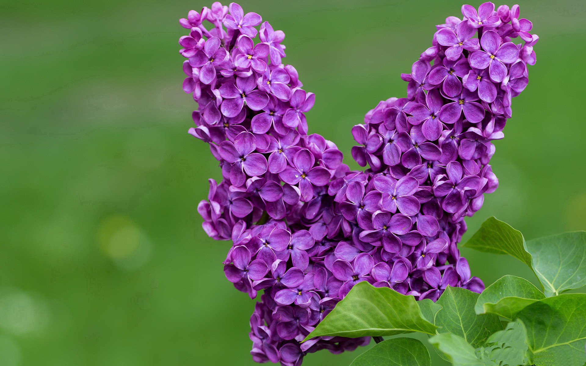 赛事志愿者培训手册上线,服务质量标准明确,赛事志愿者管理