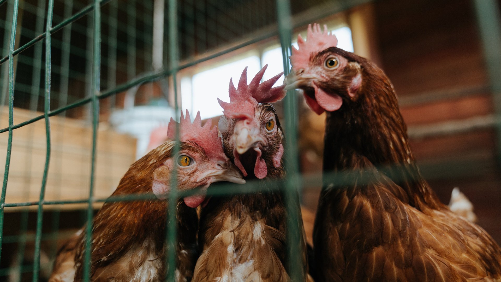 足球改革方案强调社会力量与学校体系的配合，足球 改革