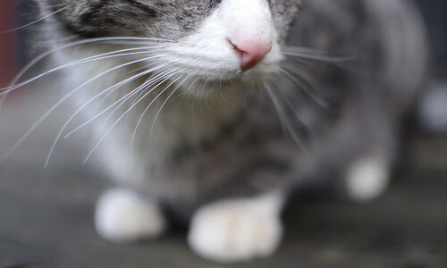 爱游戏中国官方登录入口网站-青年联赛掀起热潮，小球员展现无限潜力，青年队球霸是谁